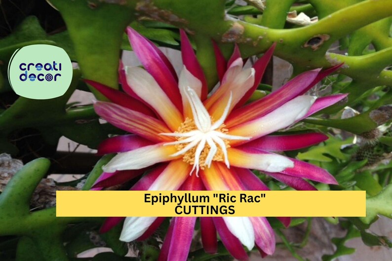 CreatiDecor Epiphyllum Ric Rac Cactus