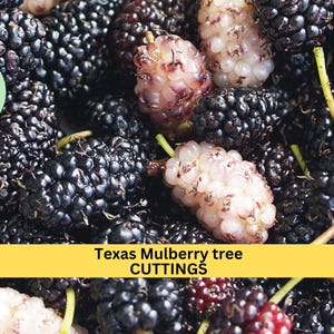 May include: Close-up of a pile of black and white mulberries. The text "Texas Mulberry tree CUTTINGS" is displayed on a yellow banner.