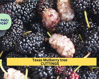 20+ Texas Mulberry Tree Cuttings | Morus Microphylla Unrooted 7–10" | Wild Fruit Tree Starter for Grafting or Rooting
