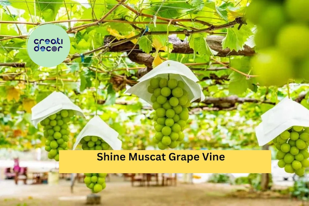 Shine Muscat Grape Vine Cuttings | Set of 5 Live Vitis Cuttings