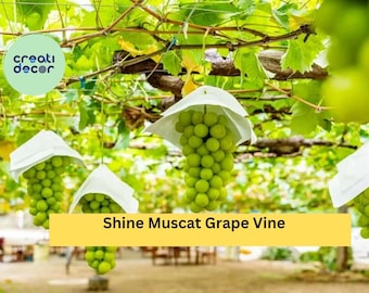 muscat Kawasaki 750 ZX-7 R 1996 - Motorcycle specifications, reviews, photos