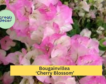 Rare Miki Bougainvillea Root-grafted Starter, Ships in USA | Just