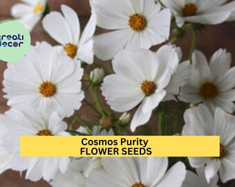 3pcs of 1g Cosmos Purity Seeds – White Cosmos for Cottage Gardens, Pollinator Beds, or Elegant Summer Flower Borders Seeds for Planting