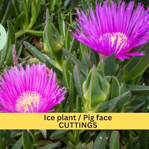 May include: Close-up of pink Ice Plant / Pig Face cuttings. The plant has fleshy, green leaves and vibrant pink flowers.