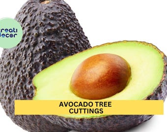 Avocado Tree Cuttings – Set of 3 for Grafting or Rooting | Fresh Persea americana Wood for Propagation or Avocado Orchard Starts