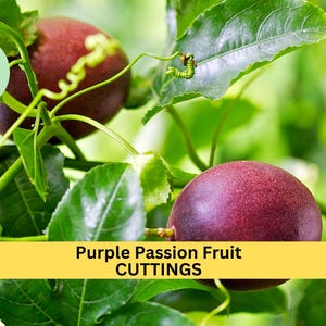 10 Purple Passion Fruit Cuttings – Fast-Growing Tropical Vine for Trellises, Sweet Edible Fruit, Pollinator-Friendly – USA