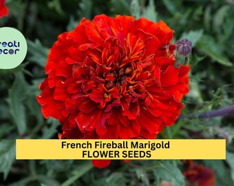 French Fireball Marigold Seeds – 25+ Seeds – Vibrant Red and Gold Blooms for Borders, Pollinator Gardens, and Summer Flower Beds – USA