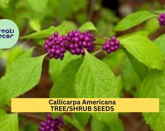 30 Seeds American Beautyberry Shrub (Callicarpa americana) – Wildlife-Friendly Purple Berry Bush for Planting