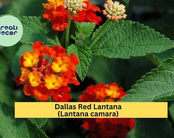 Dallas Red Lantana – Lantana camara 1 Gallon Live Plant, Fully Rooted Ornamental Shrub with Red-Orange Blooms for Butterfly Gardens