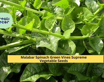 3pcs of 500mg Green Malabar Spinach Seeds–Supreme Vines, Heat-Tolerant Leafy Greens, Great for Trellis & Vertical Garden Seeds for Planting