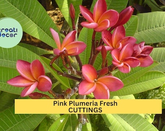 Pink Plumeria Cuttings 2 Pack | 10” Fresh Unrooted Single-Head Frangipani | Tropical Flower Tree Starter | Ships from USA