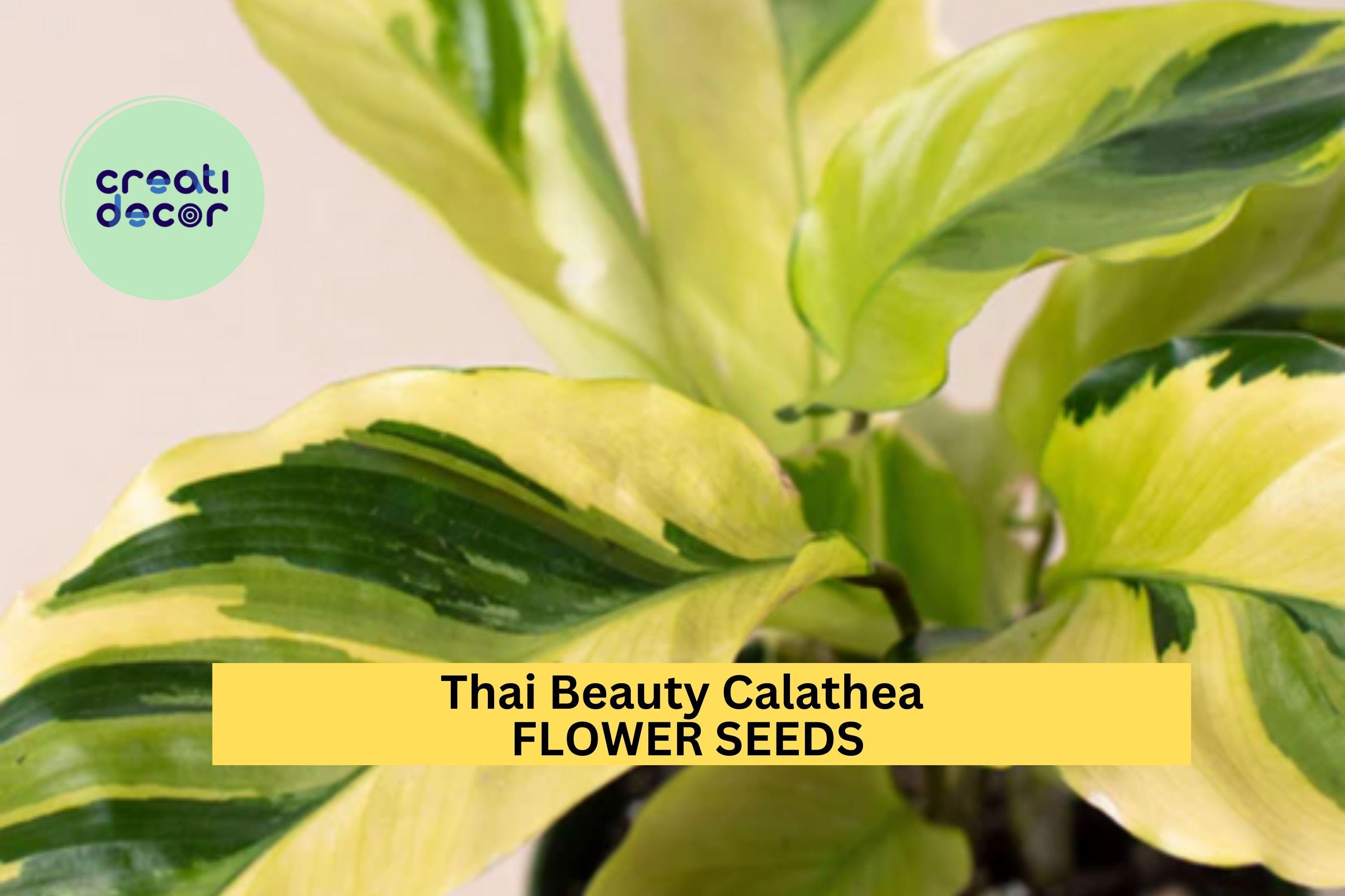 25+ Thai Beauty Calathea Seeds  Exotic Variegated Foliage for Garden  Planting, Stunning Tropical Accent or Indoor Plant  USA - Etsy
