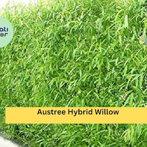 May include: A dense, vibrant green Austree Hybrid Willow hedge. The image shows a close-up of the foliage, with long, slender leaves creating a lush, textured appearance. The text "Austree Hybrid Willow" is displayed on a yellow banner.