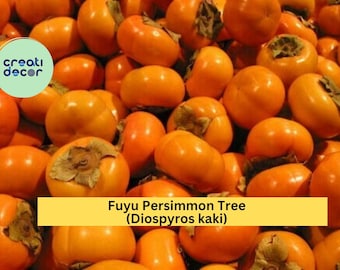 Fuyu Persimmon Tree (Diospyros kaki) – 2 Live Seedlings 6–12” – Sweet Non-Astringent Fruit Tree for Home Orchard