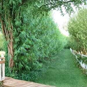 May include: A serene outdoor scene featuring a lush green lawn bordered by a white picket fence adorned with floral accents. Tall trees with dense foliage line the path, creating a natural, inviting walkway. A wooden deck and railing are in the foreground.