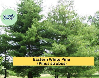 Eastern White Pine Tree Seedlings | Set of 10 Bare Root Plants | 6–16 Inch Pinus strobus Live Trees for Landscaping & Reforestation