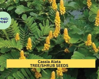 20 Seeds Cassia alata – Candle Bush Seeds for Planting | Tropical Ornamental Shrub with Showy Yellow Flower Spikes Seeds for Planting