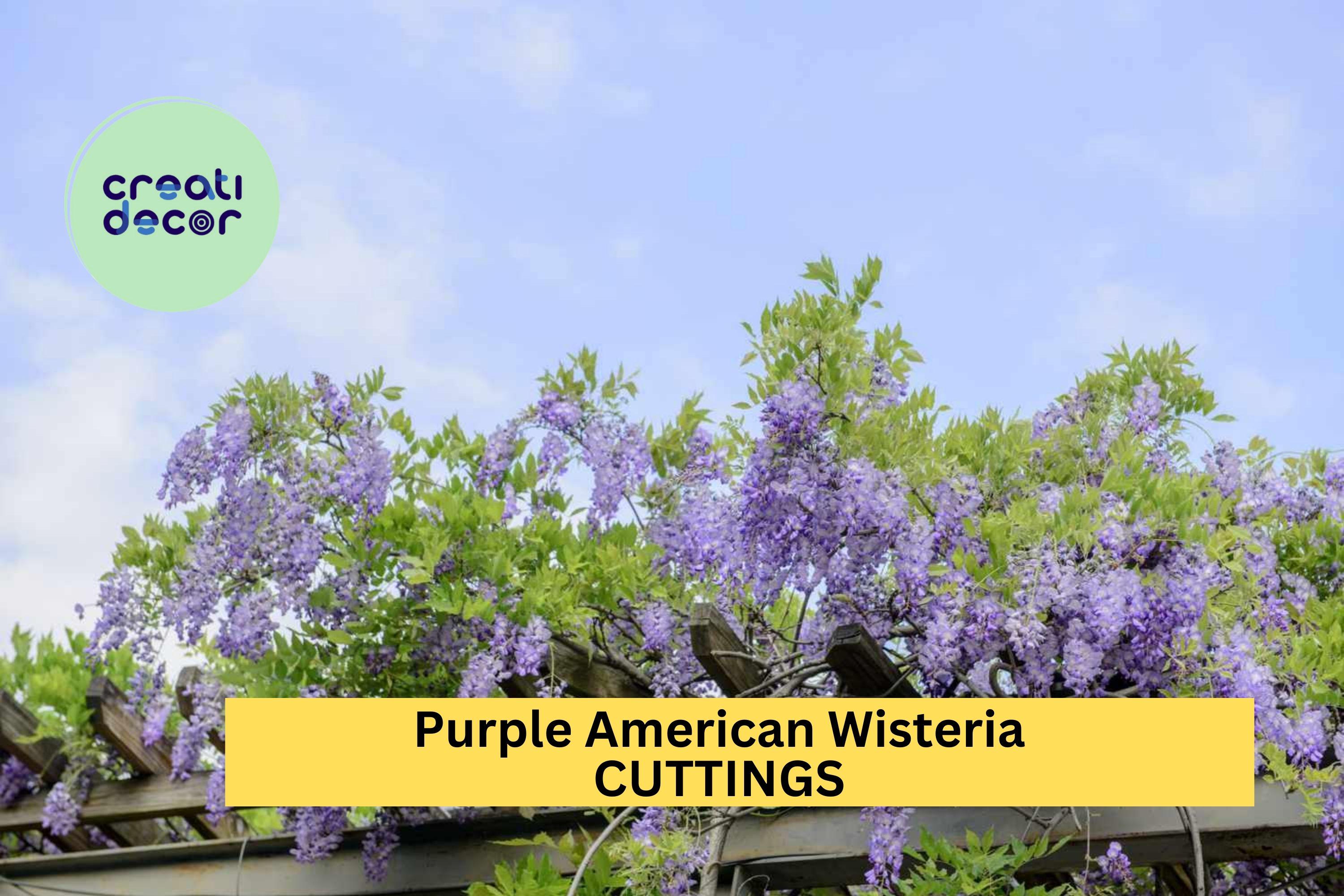 kentucky wisteria blue moon Blue Moon Wisteria – Park Seed