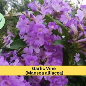 May include: Close-up of a Garlic Vine (Mansoa alliacea) plant with clusters of purple flowers and green leaves. The image includes a yellow banner with the plant's name. A green circle with the text "creati decor" is in the upper left corner.