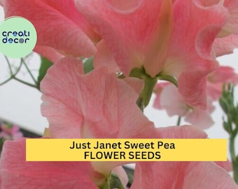 50+ Just Janet Sweet Pea Seeds – Soft Peach-Pink Fragrant Blooms for Garden Planting, Climbing Vines for Trellises – USA
