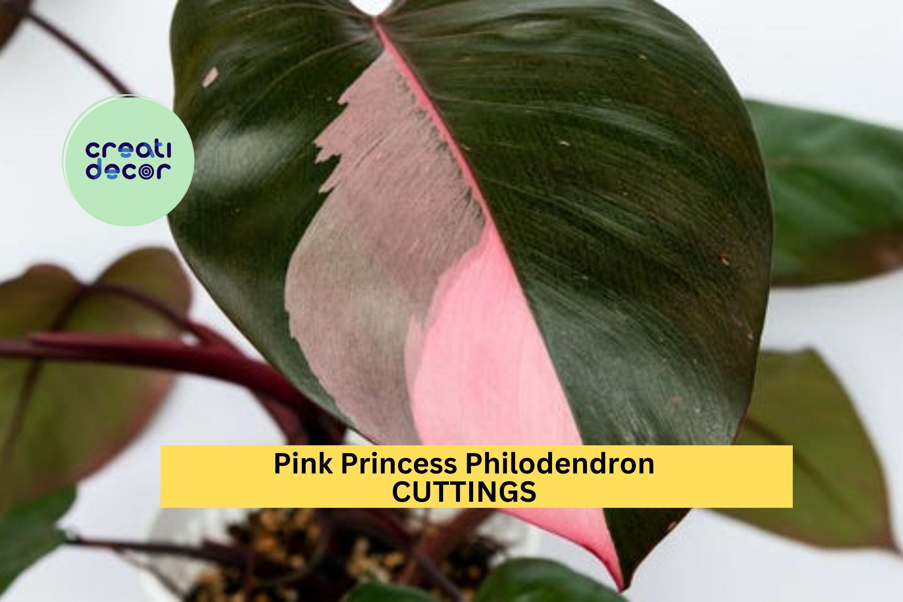 1 Pink Princess Philodendron Cutting  High Variegation PPP | Rare Unrooted Plant  Cutting for Collectors, Houseplant Lovers, or Propagation - Etsy