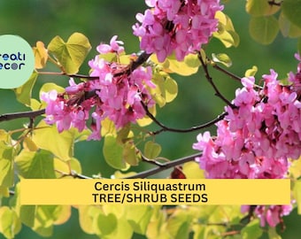 10 Seeds Cercis siliquastrum – Judas Tree – Ornamental Flowering Tree with Magenta Blooms, Heart-Shaped Leaves, Mediterranean Garden