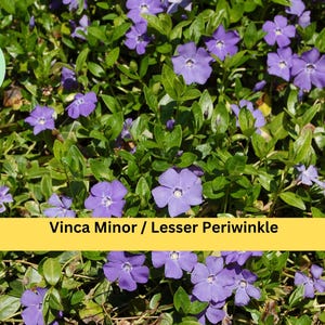 Vinca Minor Live Plants – 50 Bare Roots or 2.5&quot; Pots, Dwarf Periwinkle Ground Cover, Evergreen Vine for Shade Gardens, Hardy Zones 4–9