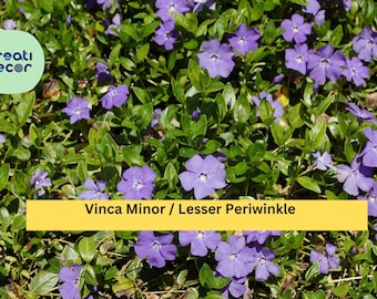 Vinca Minor Live Plants – 50 Bare Roots or 2.5" Pots, Dwarf Periwinkle Ground Cover, Evergreen Vine for Shade Gardens, Hardy Zones 4–9