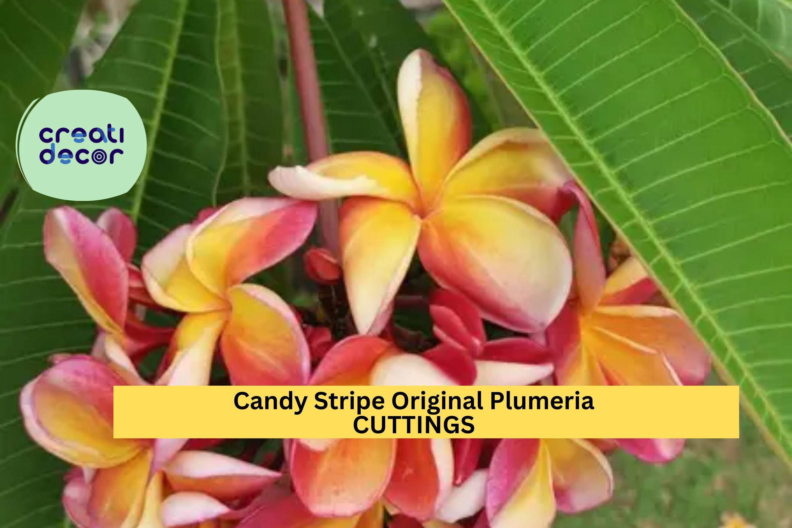 Hawaiian Plumeria Cutting – 10-Inch Unrooted Single Head, Pink Frangipani, Grown In Kealakekua, Big Island