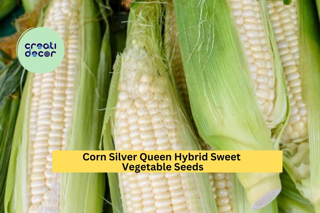 3pcs X 5g Silver Queen Hybrid Sweet Corn Seeds – Tender White Ears for ...