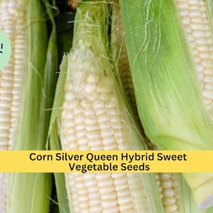 May include: Close-up of white corn on the cob with green husks. The corn is labeled "Corn Silver Queen Hybrid Sweet Vegetable Seeds".