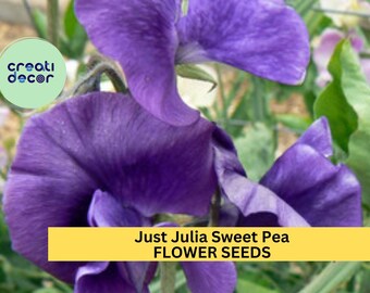 Just Julia Sweet Pea Seeds – 50+ Mid-Blue Blooms – Climbing Flower Vine for Bouquets, Trellises & Cottage Gardens – USA