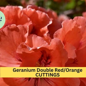 May include: Close-up of a vibrant orange and red geranium flower. The text "Geranium Double Red/Orange CUTTINGS" is displayed on a yellow banner.