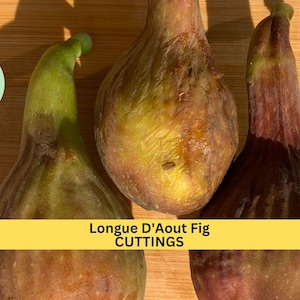 May include: Three brown and green figs, with the text "Longue D'Aout Fig CUTTINGS" on a yellow banner.