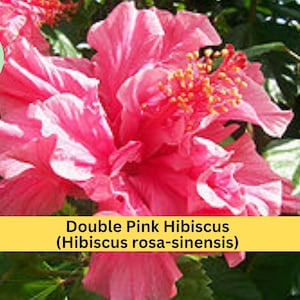 May include: A close-up of a double pink hibiscus flower (Hibiscus rosa-sinensis) with multiple layers of petals. The flower has a vibrant pink hue with a cluster of orange stamens. Green leaves surround the flower, and the image includes the text "creati decor".