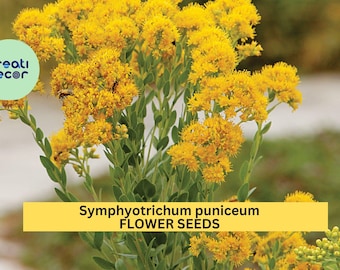 Stiff Goldenrod 100 SEEDS (Oligoneuron rigidum) – Native Pollinator Flower for Wildflower Garden Planting Seeds for Planting