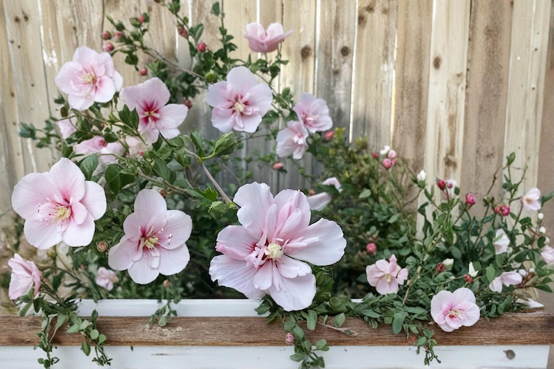 Pink Althea 2 Live Trees 2 Ft Tall (hibiscus Syriacus) Rose of Sharon ...