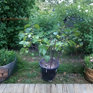 May include: A fig tree in a black pot, surrounded by greenery and two wooden planters filled with plants. The tree has large green leaves and small green figs. The scene is set outdoors with a wooden deck in the foreground.