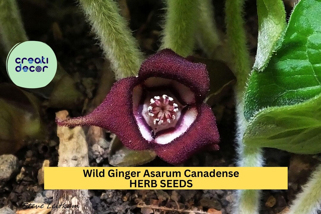 1pcs of 100mg Wild Ginger Seeds – Asarum Canadense for Shade Gardens ...