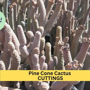 May include: Close-up of multiple pine cone cactus cuttings. The cactus is a light brown color and has a knobby texture. The text "Pine Cone Cactus CUTTINGS" is displayed on a yellow banner.
