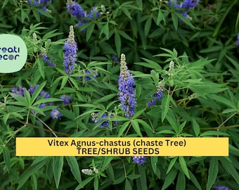 3pcs of 10seeds Vitex agnus-castus – Chaste Tree Seeds for Pollinator Gardens, Ornamental Shrubs, or Drought Landscapes Seeds for Planting
