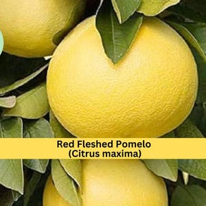 May include: Close-up of a pomelo fruit on a tree, with a yellow peel and green leaves. The text "Red Fleshed Pomelo (Citrus maxima)" is displayed on a yellow banner. The fruit is round and has a textured surface.
