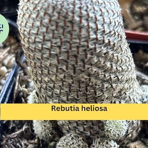 May include: Close-up of a Rebutia heliosa cactus. The cactus has a cylindrical shape with a textured, gray-green surface and reddish-brown lines. The image includes a green circle with the words "creati decor".
