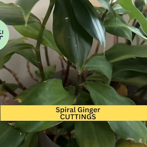 May include: Close-up of a Spiral Ginger plant with lush green leaves. A yellow banner displays the text "Spiral Ginger CUTTINGS". The plant has a "creati decor" logo in a green circle.