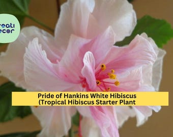 Pride of Hankins White Hibiscus – Rooted Tropical Starter Plant – Triple White Blooms, Elegant Garden or Patio Flower