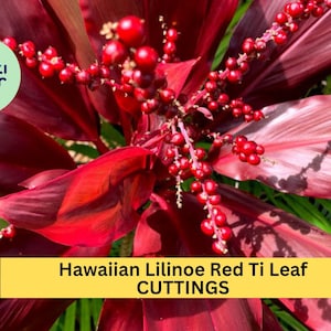 3 Lilinoe Red Ti Leaf Cuttings | Hawaiian Cordyline Fruticosa 6" Starter Logs | Tropical Garden or Patio Plant | USA Seller