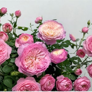May include: A cluster of pink roses in various stages of bloom, from tight buds to fully opened flowers. The petals display a gradient of pink hues, with some blooms having a lighter, almost peach-colored center. Green leaves and stems are visible.