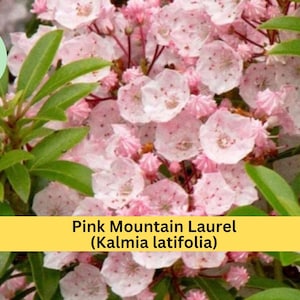 May include: Close-up of Pink Mountain Laurel (Kalmia latifolia) flowers. The image shows clusters of delicate, light pink flowers with darker pink spots, surrounded by green leaves. The text "Pink Mountain Laurel (Kalmia latifolia)" is displayed on a yellow banner.