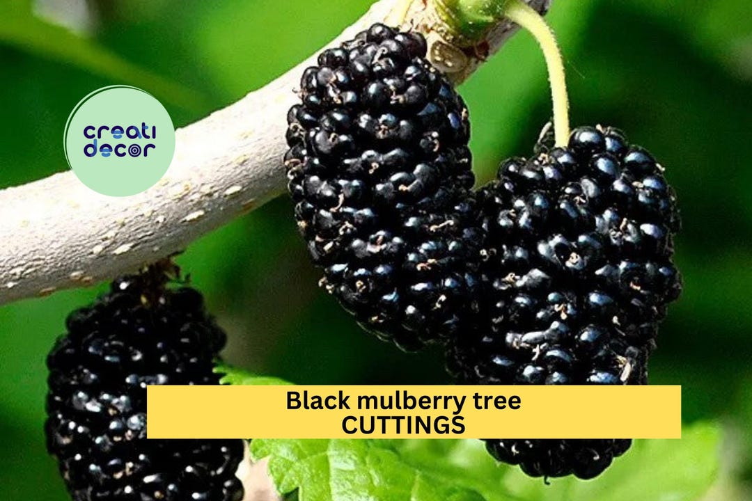 10 Black Mulberry Tree Cuttings | Morus Nigra | Unrooted Hardwood for