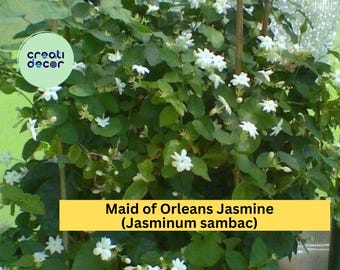 1 Maid of Orleans Jasmine – Jasminum sambac Live Rooted Starter Plant, Fragrant White Blooming Vine/ Shrub for Home & Garden